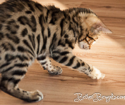 Bengal Katze Zucht